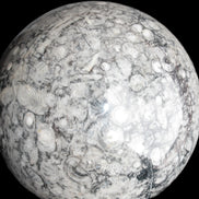 Large Fossiliferous Ammonite and Orthoceras Marble sphere 173mm 7440g