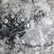 Large Fossiliferous Ammonite and Orthoceras Marble sphere 173mm 7440g