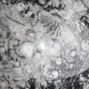 Large Fossiliferous Ammonite and Orthoceras Marble sphere 173mm 7440g