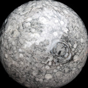 Large Fossiliferous Ammonite and Orthoceras Marble sphere 173mm 7440g