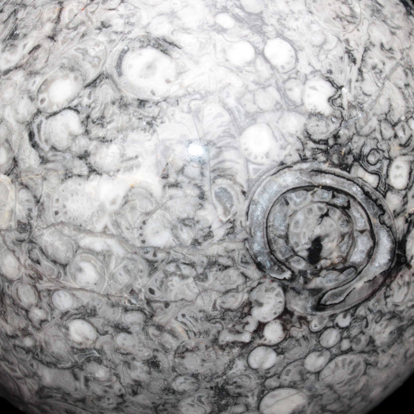 Large Fossiliferous Ammonite and Orthoceras Marble sphere 173mm 7440g