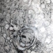 Large Fossiliferous Ammonite and Orthoceras Marble sphere 173mm 7440g