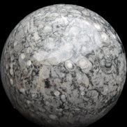 Large Fossiliferous Ammonite and Orthoceras Marble sphere 173mm 7440g