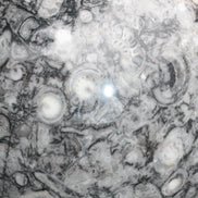 Large Fossiliferous Ammonite and Orthoceras Marble sphere 173mm 7440g