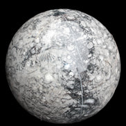 Large Fossiliferous Ammonite and Orthoceras Marble sphere 173mm 7440g