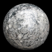 Large Fossiliferous Ammonite and Orthoceras Marble sphere 173mm 7440g