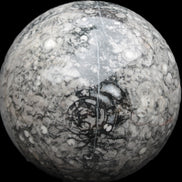 Large Fossiliferous Ammonite and Orthoceras Marble sphere 173mm 7440g