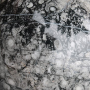 Large Fossiliferous Ammonite and Orthoceras Marble sphere 173mm 7440g