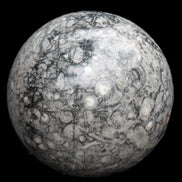 Large Fossiliferous Ammonite and Orthoceras Marble sphere 173mm 7440g