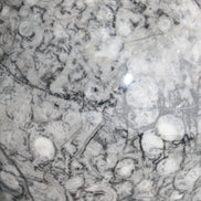 Large Fossiliferous Ammonite and Orthoceras Marble sphere 173mm 7440g