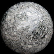 Large Fossiliferous Ammonite and Orthoceras Marble sphere 173mm 7440g