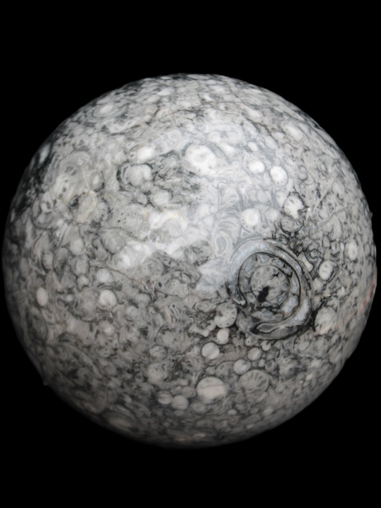 Large Fossiliferous Ammonite and Orthoceras Marble sphere 173mm 7440g