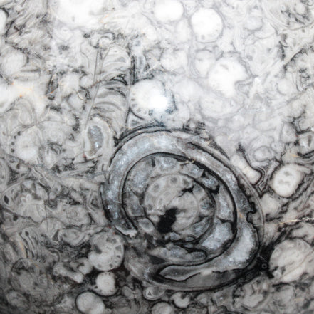 Large Fossiliferous Ammonite and Orthoceras Marble sphere 173mm 7440g