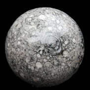 Large Fossiliferous Ammonite and Orthoceras Marble sphere 173mm 7440g