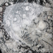 Large Fossiliferous Ammonite and Orthoceras Marble sphere 173mm 7440g