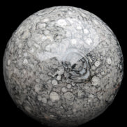 Large Fossiliferous Ammonite and Orthoceras Marble sphere 173mm 7440g