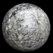 Large Fossiliferous Ammonite and Orthoceras Marble sphere 173mm 7440g