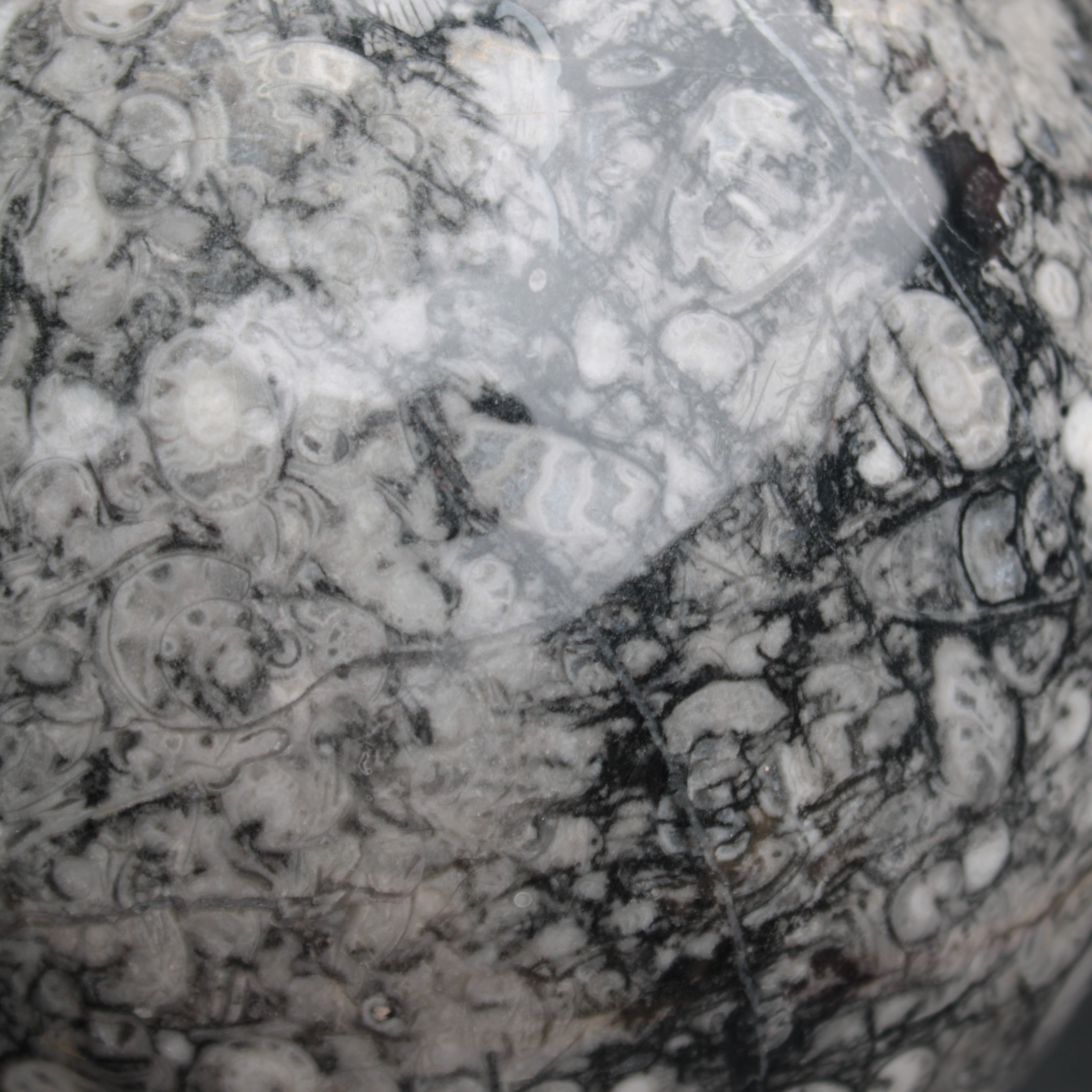 Large Fossiliferous Ammonite and Orthoceras Marble sphere 173mm 7440g