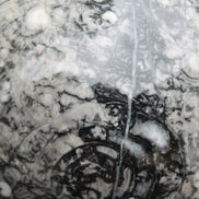 Large Fossiliferous Ammonite and Orthoceras Marble sphere 173mm 7440g