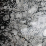 Large Fossiliferous Ammonite and Orthoceras Marble sphere 173mm 7440g