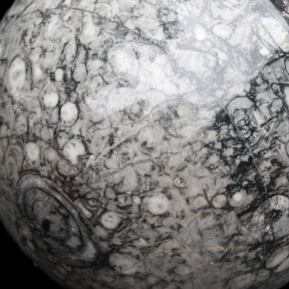 Large Fossiliferous Ammonite and Orthoceras Marble sphere 173mm 7440g