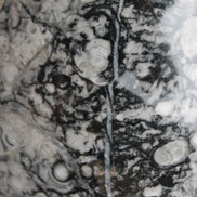 Large Fossiliferous Ammonite and Orthoceras Marble sphere 173mm 7440g