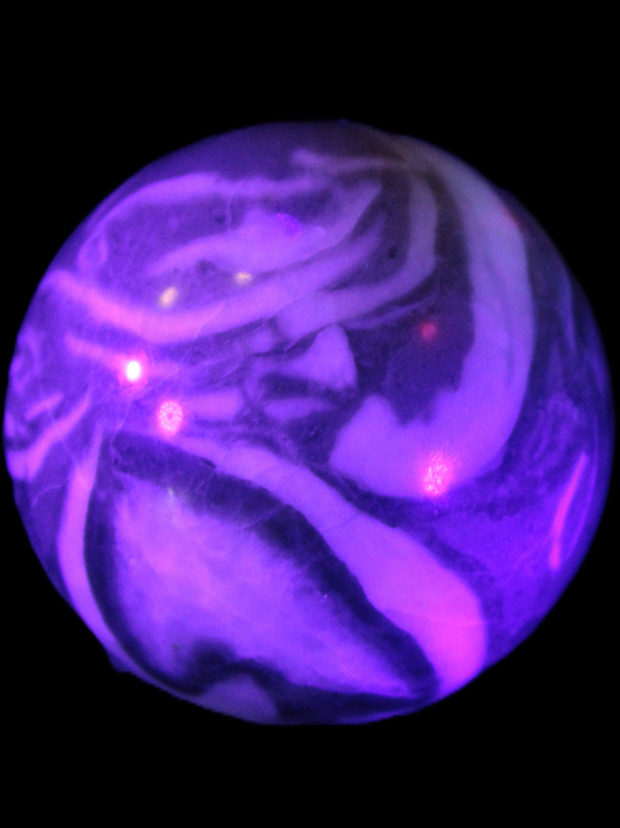 Thousand Eye Stone sphere 41mm 108g in UV light - Rocks and Things Store