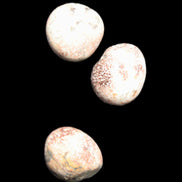 Teardrop Cherry Blossom Jasper 3 stones 12g Rocks and Things Store