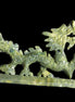 Green Jade dragon 200*28*118mm 670g in sunlight