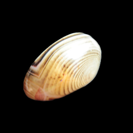 Crazy Lace Sardonyx Agate from Madagascar 34*20*18mm 18.4g Rocks and Things Store