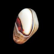 Crazy Lace Sardonyx Agate from Madagascar 34*20*18mm 18.4g in sunlight - Rocks and Things Store