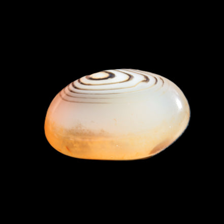 Crazy Lace Agate from Madagascar 19-25g Rocks and Things Store