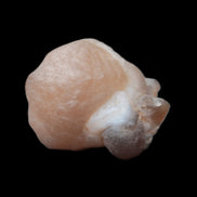 Panda Agate from Egypt 41*33*37mm 63g Rocks and Things Store