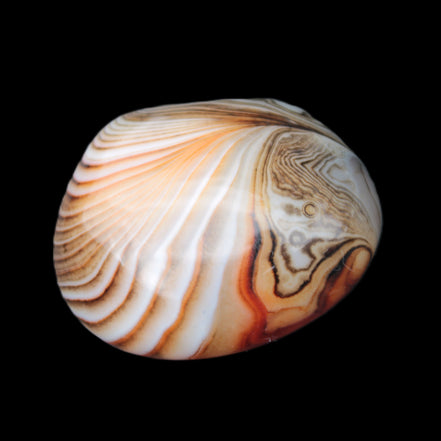 Crazy Lace Agate 44*43mm 58.6g -  Rocks and Things Store