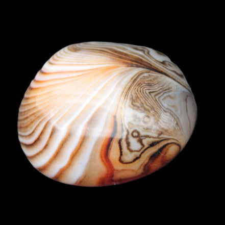 Crazy Lace Agate 44*43mm 58.6g -  Rocks and Things Store