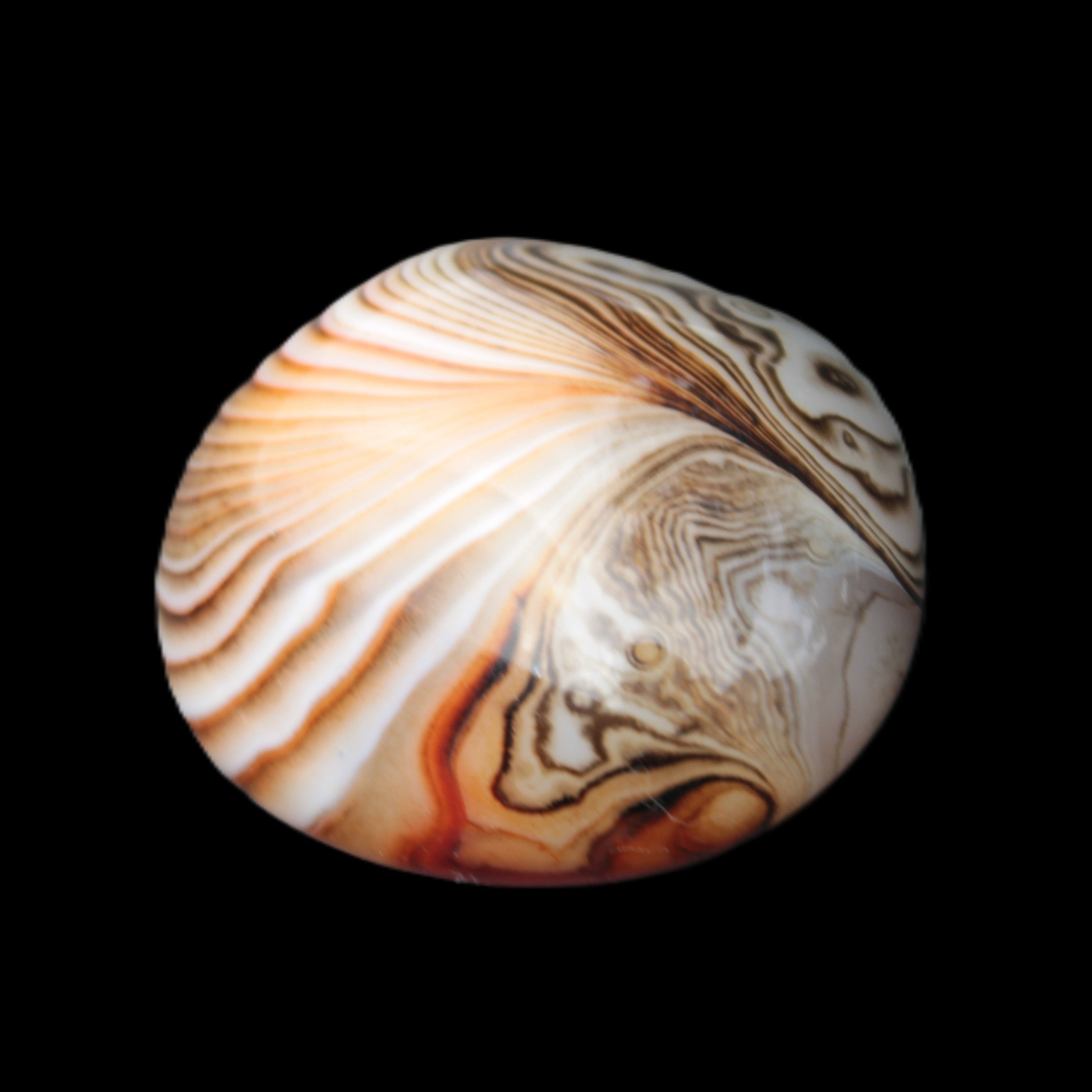 Crazy Lace Agate 44*43mm 58.6g -  Rocks and Things Store