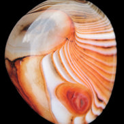 Crazy Lace Agate from Madagascar 46-65g in sunlight - Rocks and Things Store