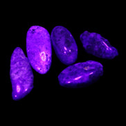 Lapis Lazuli small stones 11-12g in UV light - Rocks and Things Store