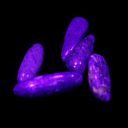 Lapis Lazuli small stones 11-12g in UV light - Rocks and Things Store