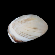 Banded Onyx Agate from Madagascar 58g - Rocks and Things Store