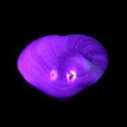 Orthoceras Polished heart 30-37mm 4-7g in UV light