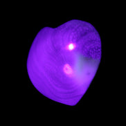 Orthoceras Polished heart 30-37mm 4-7g in UV light