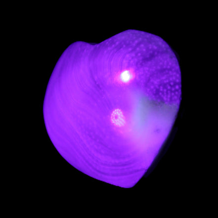 Orthoceras Polished heart 30-37mm 4-7g in UV light