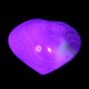 Orthoceras Polished heart 30-37mm 4-7g in UV light - Rocks and Things Store