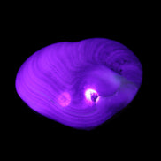 Orthoceras Polished heart 30-37mm 4-7g in UV light