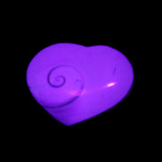Orthoceras Polished heart 30-37mm 4-7g in UV light