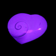 Orthoceras Polished heart 30-37mm 4-7g in UV light