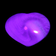 Orthoceras Polished heart 30-37mm 4-7g in UV light