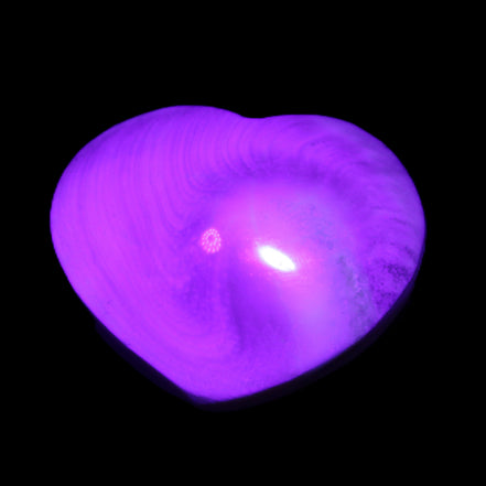 Orthoceras Polished heart 30-37mm 4-7g in UV light