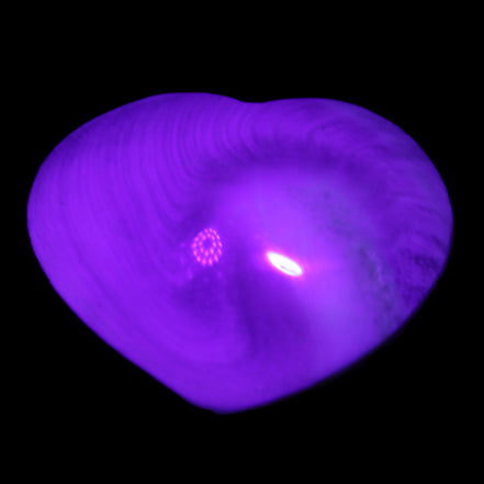 Orthoceras Polished heart 30-37mm 4-7g in UV light